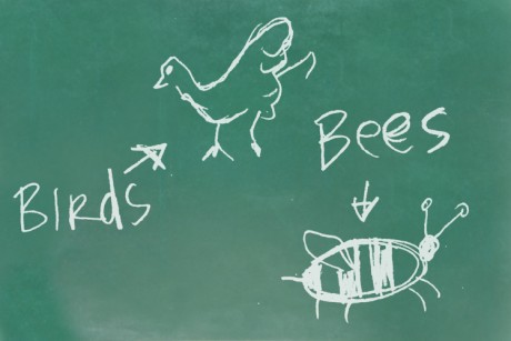 birds bees image